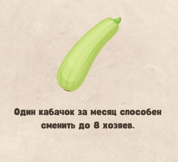 смешной кабачок
