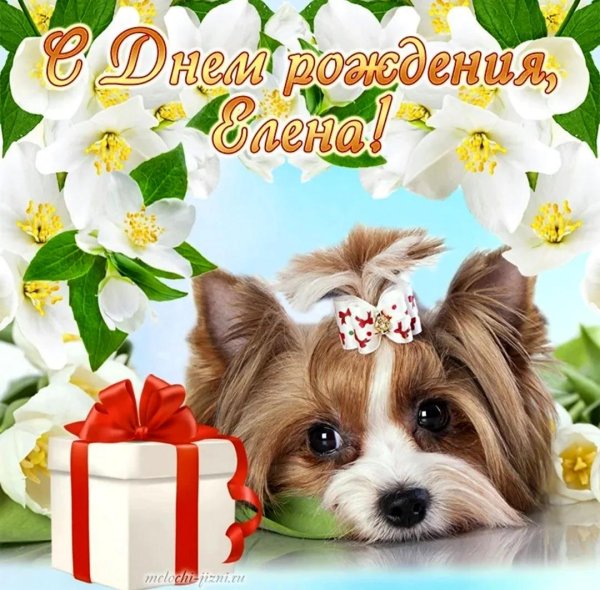 биверйоркширский терьер