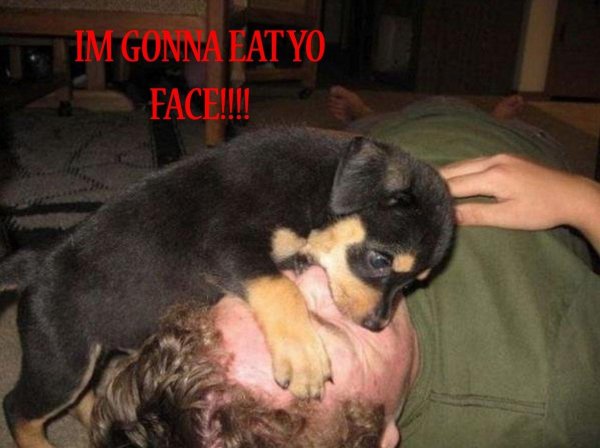 ротвейлера щенок