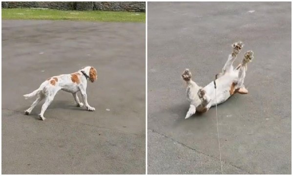 собака животное