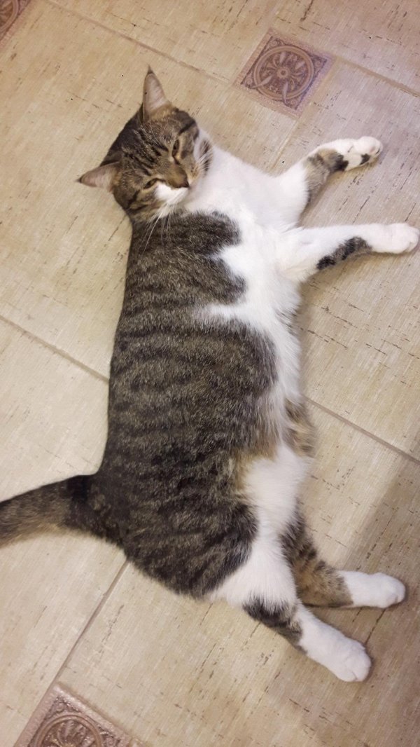 кошка европейская короткошерстная