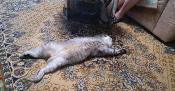 кошка линяет