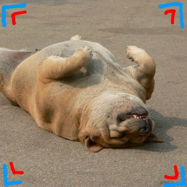 бульдог шарпей