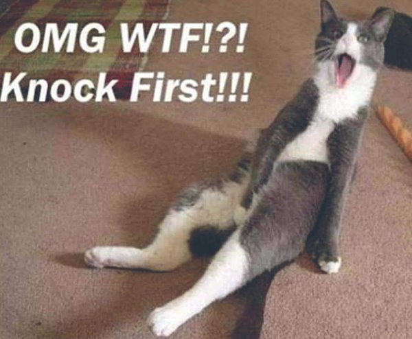 cмешные животные