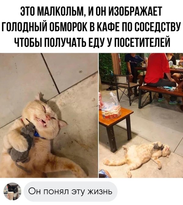 кот голодный