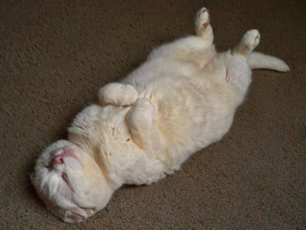 котя притворяется мертвым