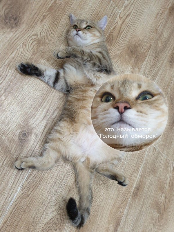 британская золотая шиншилла