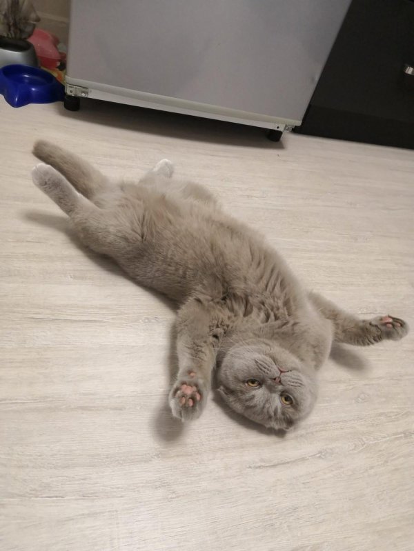 скоттиш фолд шотландская вислоухая