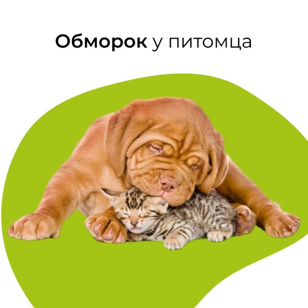 домашние питомцы