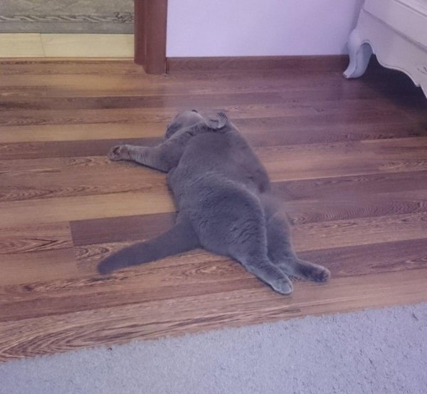 британский вислоухий будет ловить котов