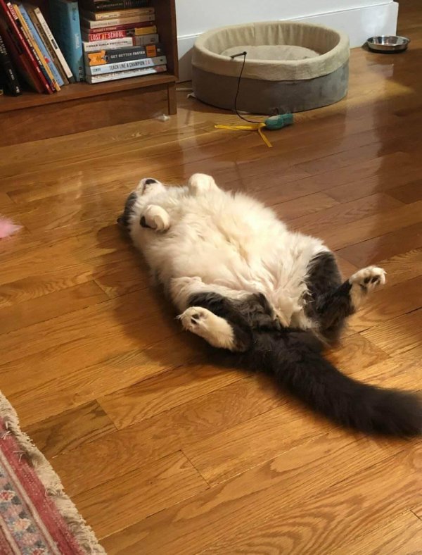 кот прикольный