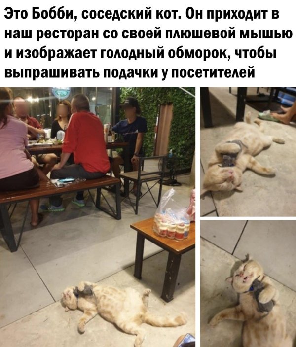 кот голодный