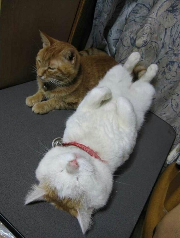 ленивые коты