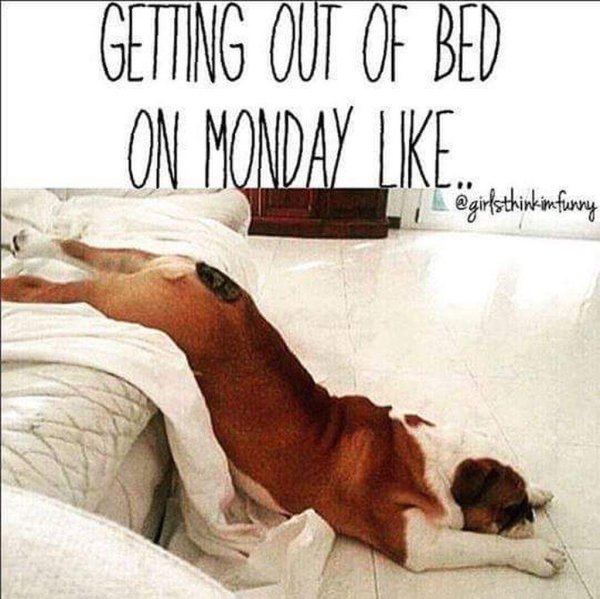 собака проснулась