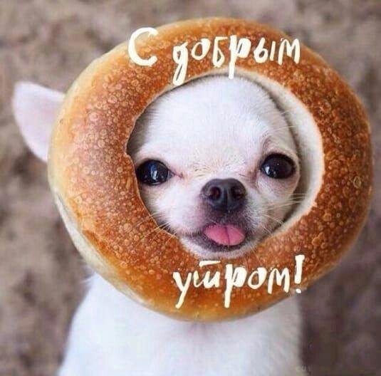 доброго утра с животными