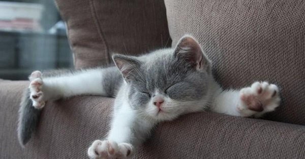 утренние котики