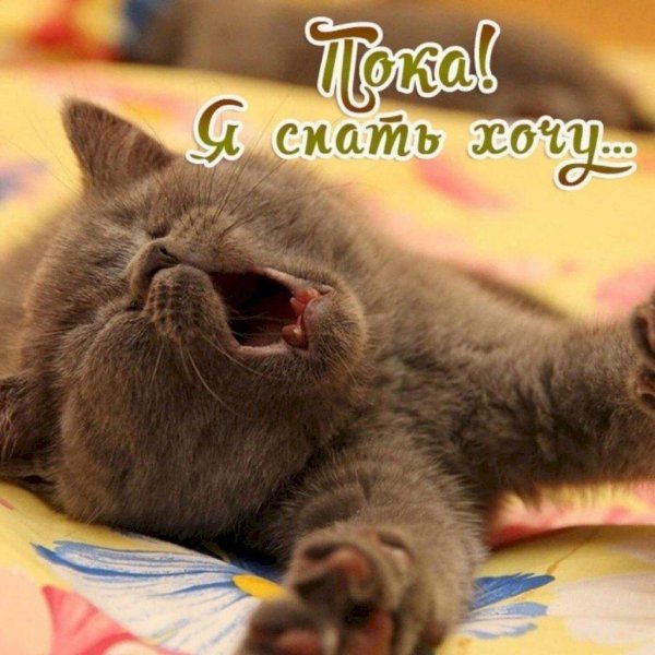 котенок хочет спать