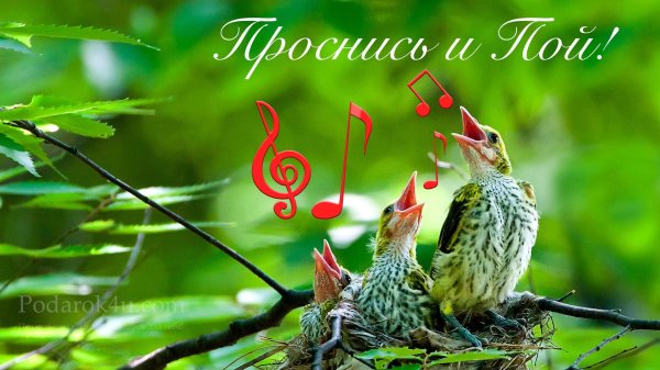 птенец иволги