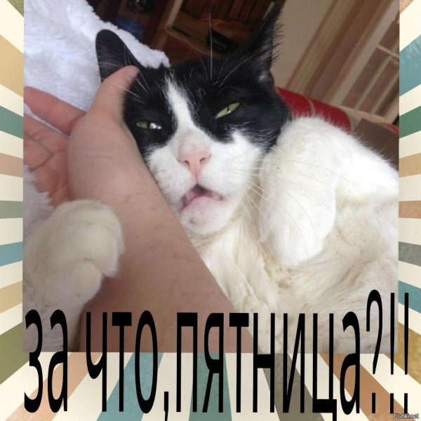 пятница котики