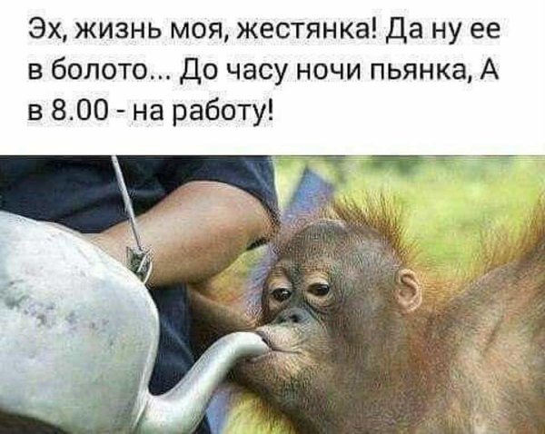 суббота пьянка