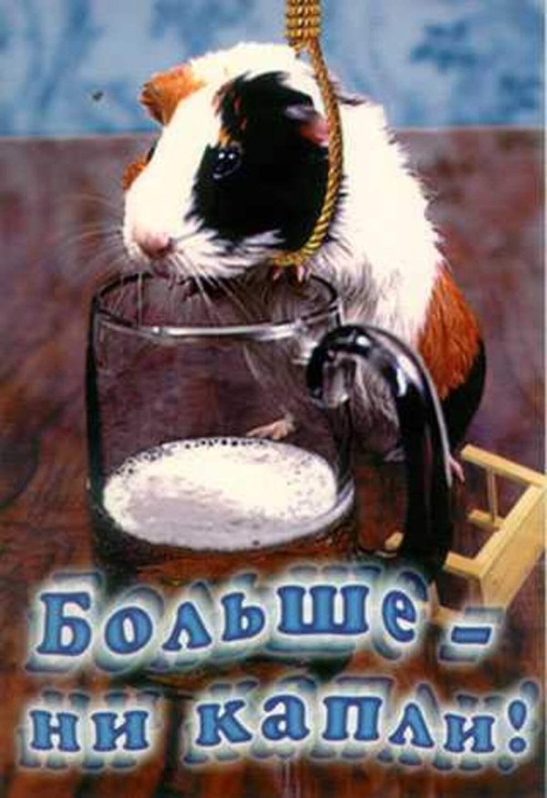 морская свинка