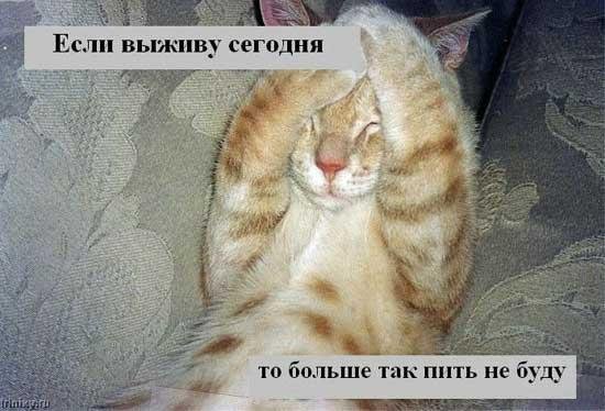 кот проснулся