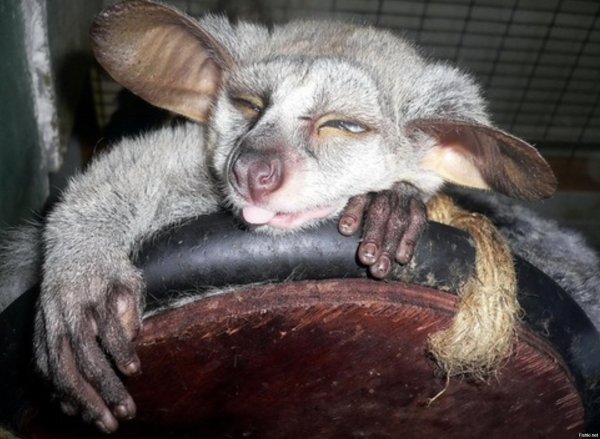 cмешные животные