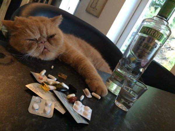 коты пьяницы