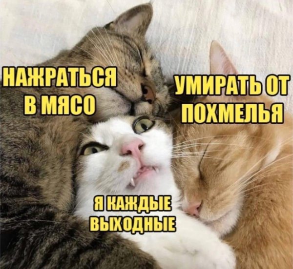 котики любовь