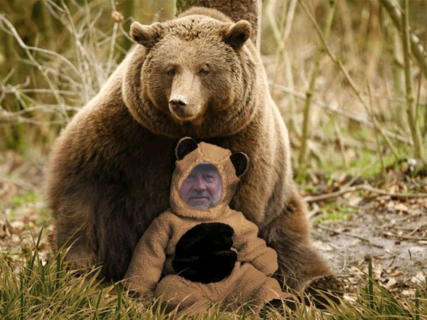 медведь животное