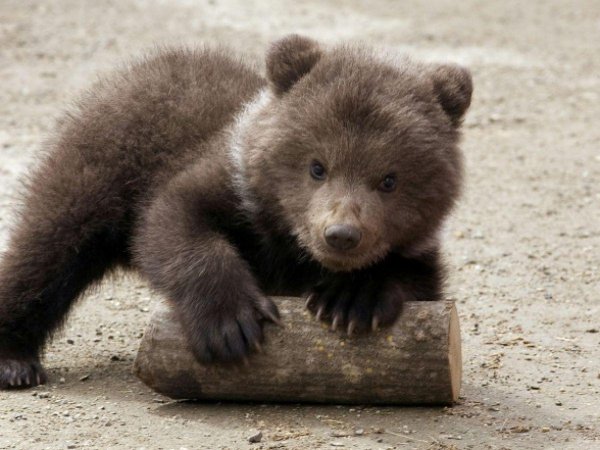 медвежата маленькие