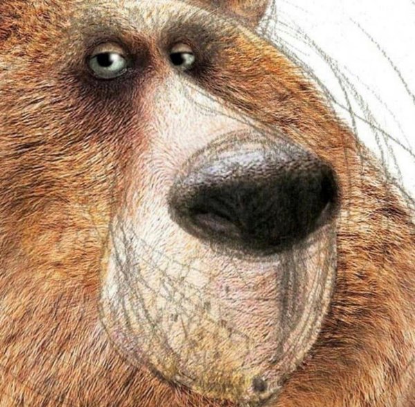 медведь прикольный