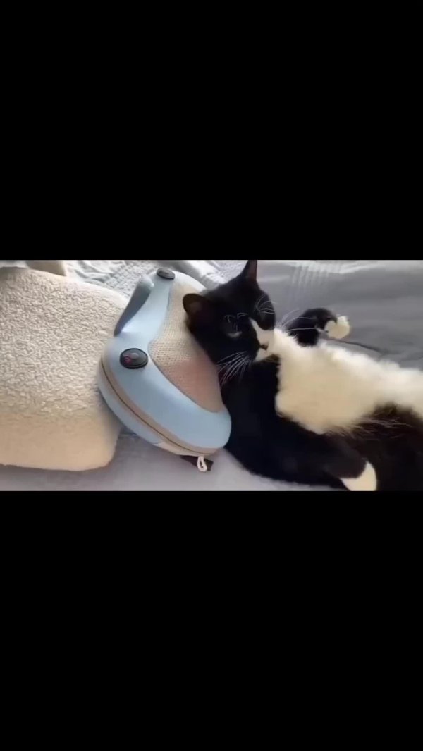 массаж коту