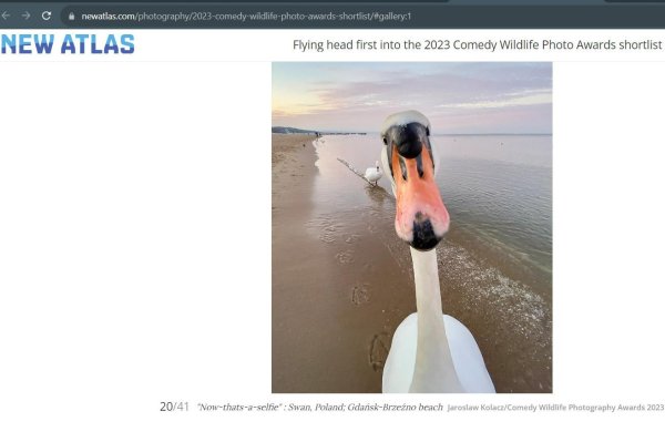 клюв лебедя