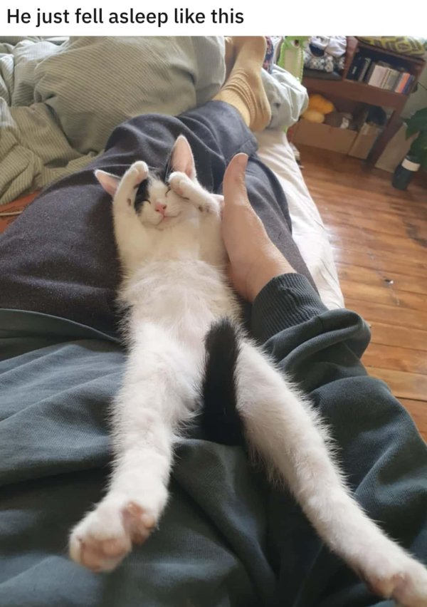 кошачья хоба