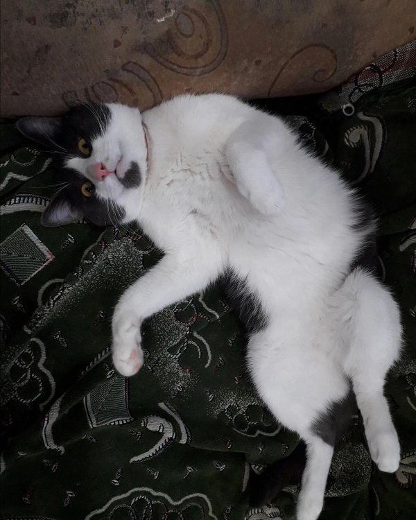 европейская кошка