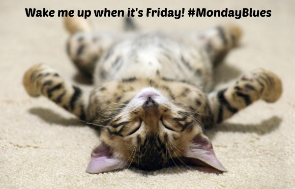 котенок лежит на спине