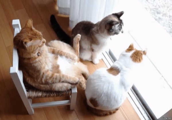 ленивые коты