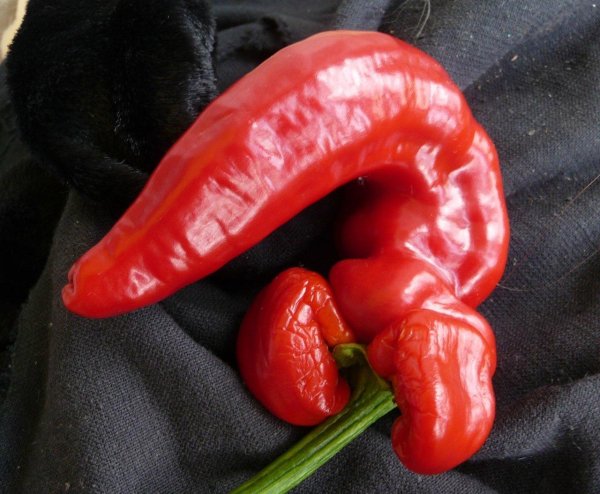 перчик геншин