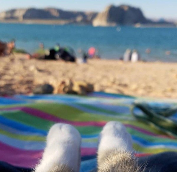 кошка на пляже