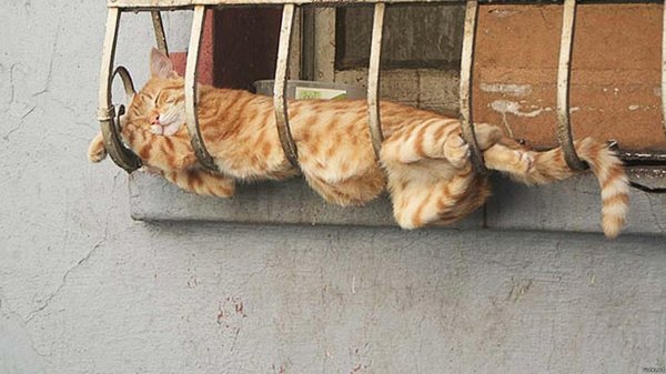 спящие коты смешные