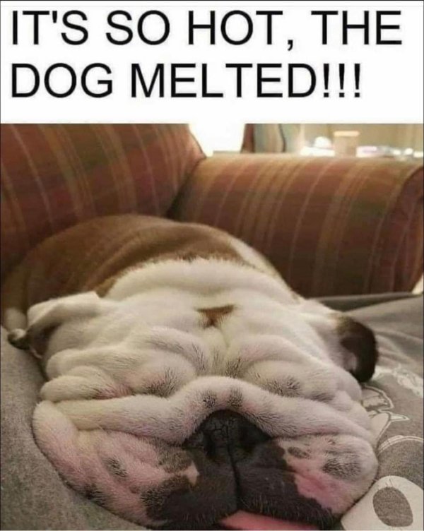 бульдоги собаки