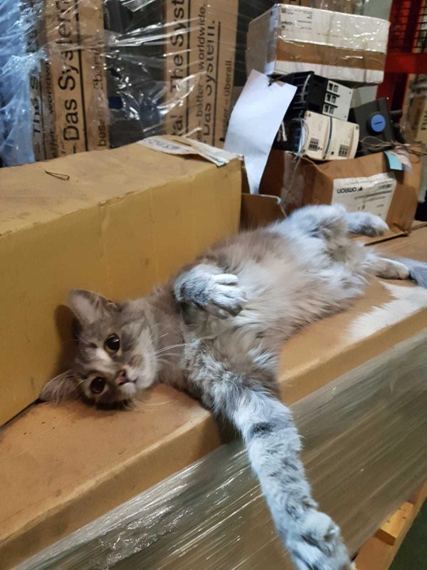 домашнее животное