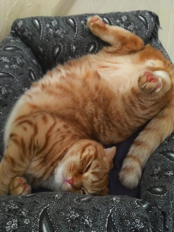 спящие коты