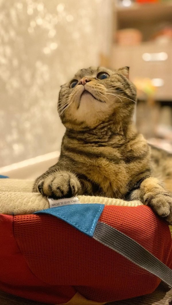 шотландская вислоухая кошка тигровая