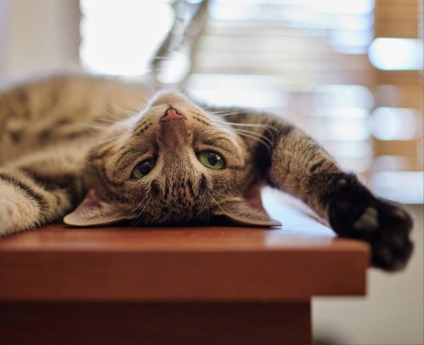 ленивая кошка