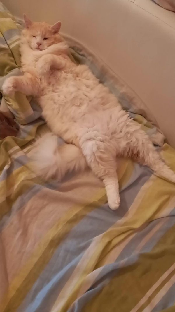 сибирский персиковый кот