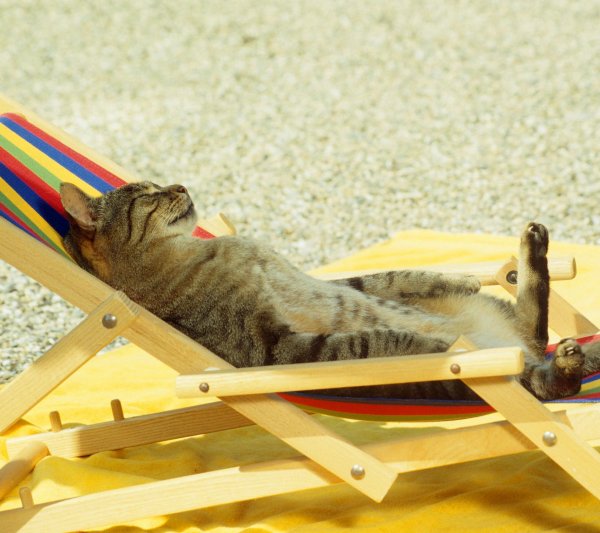 кошка в отпуске