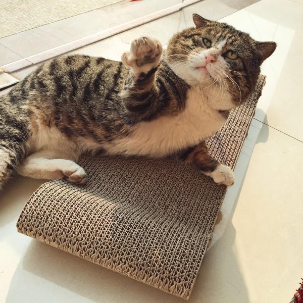 самый эмоциональный кот