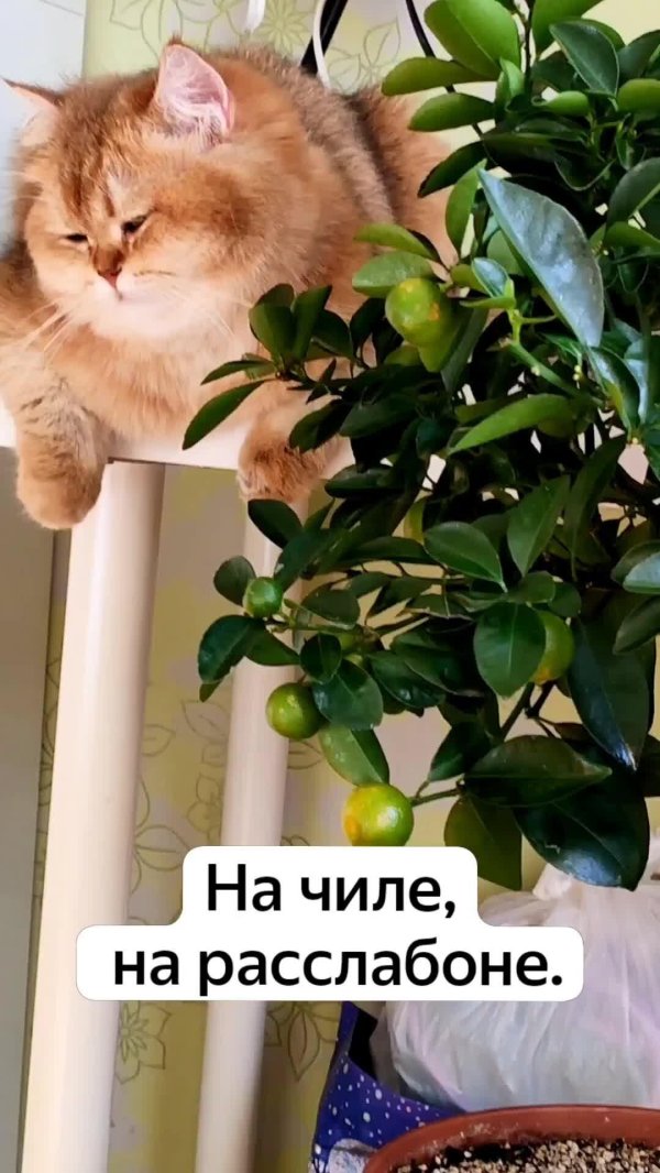 кошка в доме